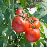Pomodoro grappolo bio 500 gr