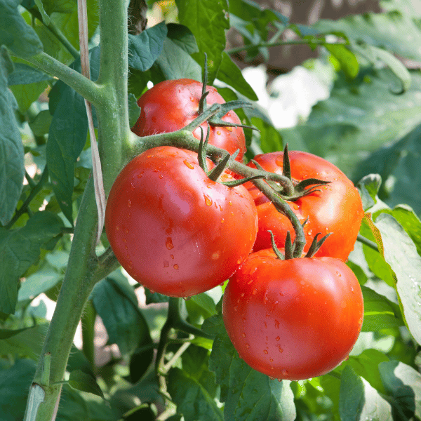 Pomodoro grappolo bio 500 gr